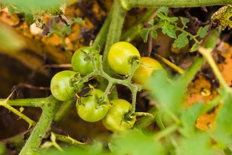 Organic Cherry tomatoes Stock Photos