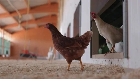 Organic chicken coming out of barn Stock Footage 149124053