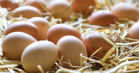 Organic chicken eggs in the hay Stock Footage 74124895