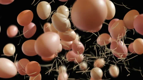 Organic chicken eggs jumping in slow motion 4K Stock Footage 149288056