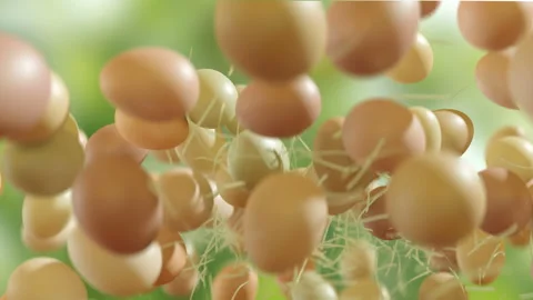Organic chicken eggs jumping in slow motion 4K Video stock 149288150