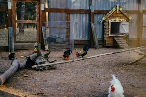 Organic chickens in their corral green natural Stock Photos