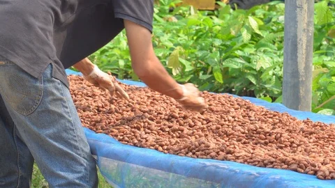 Organic cocoa beans sun drying on a farm Stock Footage 116671706