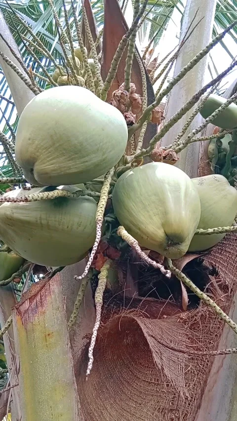 Organic Coconut Fruit Video stock 221456784