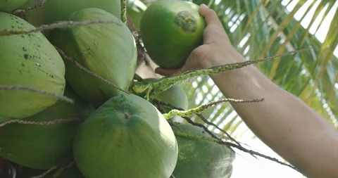 Organic coconuts being removed Stock Footage 125081638