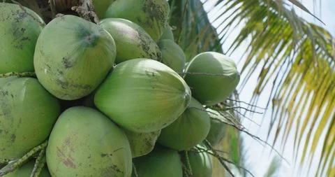 Organic coconuts Stock Footage