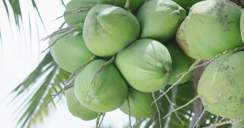 Organic coconuts Stock Footage 125081644