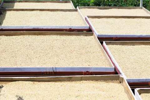 Organic coffee beans drying Stock Photos