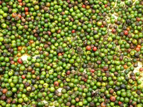 Organic coffee drying processd Stock Photos