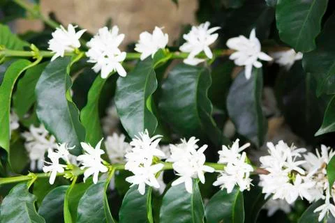 Organic Coffee tree blossom Stock Photos