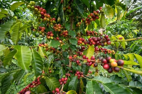 Organic coffee tree crop Stock Photos