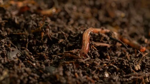 Organic compost with burrowing worms, macro shot Video stock 327680083