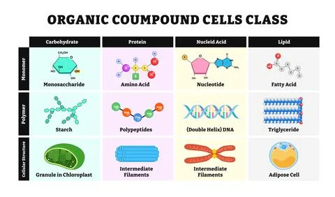 Organic compound cell class table diagram vector illustration. Labeled cell.. Stock Illustration