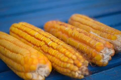 Organic corn on a blue table Stock Photos