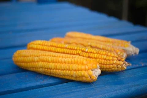 Organic corn on a blue table Stock Photos