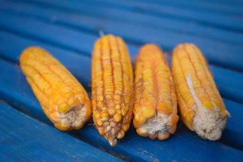 Organic corn on a blue table Stock Photos