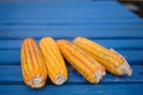 Organic corn on a blue table Stock Photos