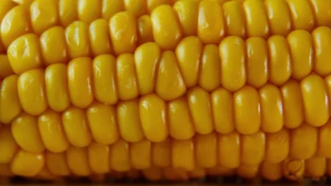 Organic Corn Cob Close Up with Slow Horizontal Camera Pan. Stock Footage 340028496