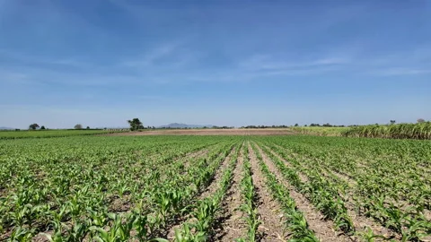 Organic corn field during summer, Lopburi, Thailand. Video stock 306370443