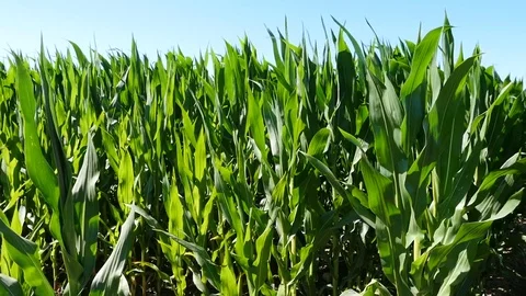 Organic corn field Stock Footage 79954810