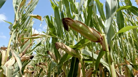 Organic corn in the field Stock Footage 171554732