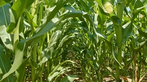 Organic corn field Stock Footage 171557907