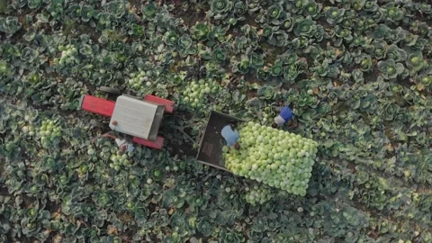 Organic corn field Stock Footage 171566571