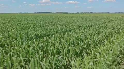 Organic corn in the field Stock Footage 171567645