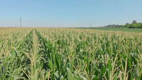 Organic corn field Stock Footage 171570451
