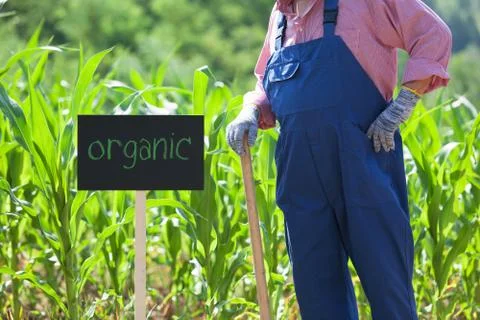 Organic corn field Stock Photos