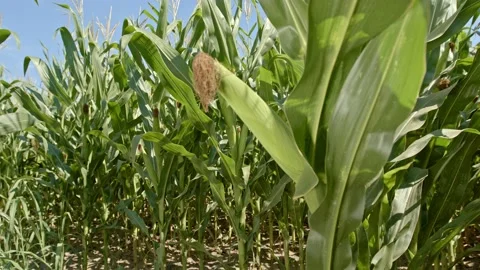 Organic corn Stock Footage 171556020