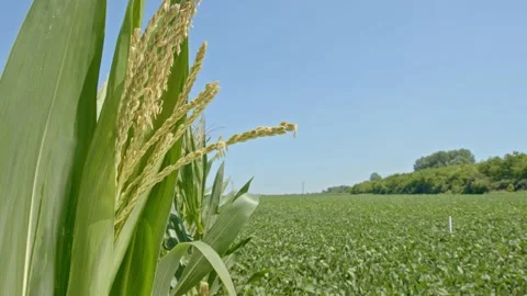 Organic corn Stock Footage 171558033