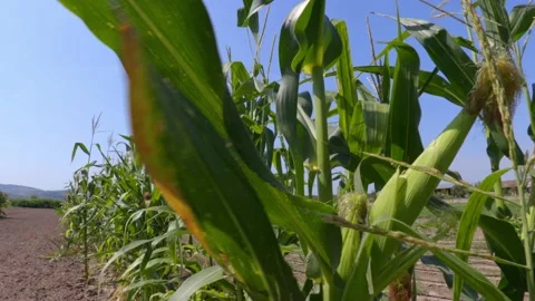 Organic corn Stock Footage 171580163
