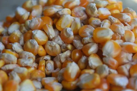 Organic corn Stock Photos
