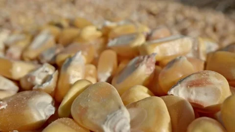 Organic corn seeds Stock Footage 171558124