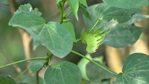 Organic Cotton Plant with Developing Boll Agricultural Field Detail. Stock Footage 328951887