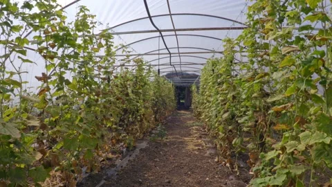 Organic cucumber Stock Footage 171580017