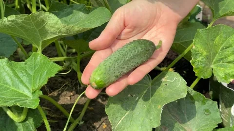 Organic Cucumber Harvest Stock Footage 311657563