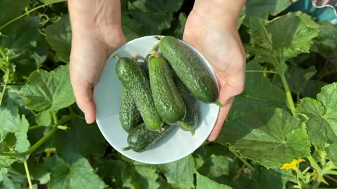 Organic Cucumber Harvest Stock Footage 311657846