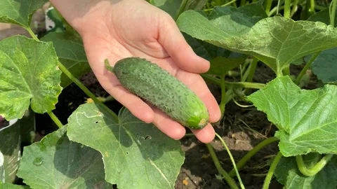 Organic Cucumber Harvest Stock Footage 311658189