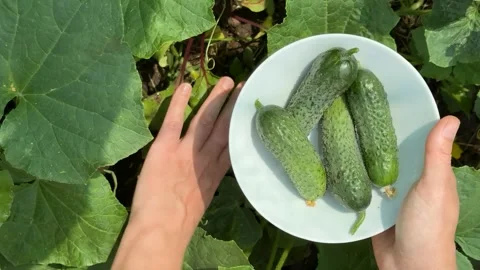 Organic Cucumber Harvest Stock Footage 311658827