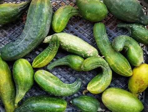 Organic cucumber. Stock Photos