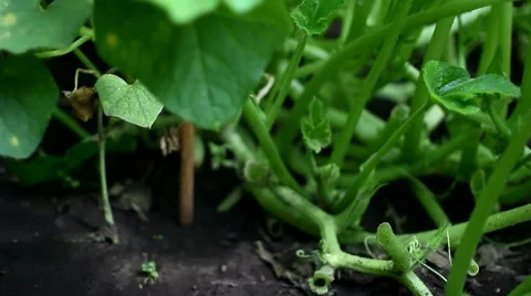 Organic cucumbers on a bed in the garden Stock Footage 66102811