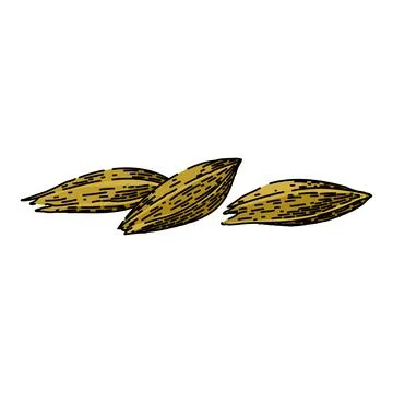 Organic cumin sketch hand drawn vector Illustrazione stock