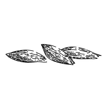 Organic cumin sketch hand drawn vector Illustrazione stock