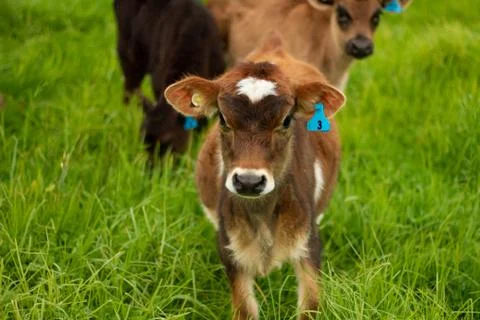 Organic Dairy Cows 스톡 사진