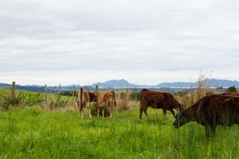 Organic Dairy Cows Stock Photos