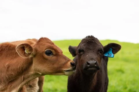 Organic Dairy Cows Stock Photos