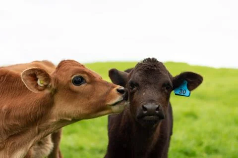 Organic Dairy Cows Stock Photos