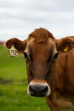 Organic Dairy Cows 스톡 사진